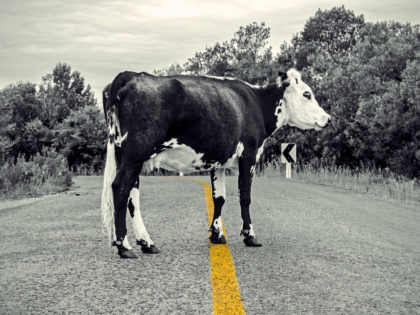 Injury Caused by Livestock Straying onto Road - Your Rights