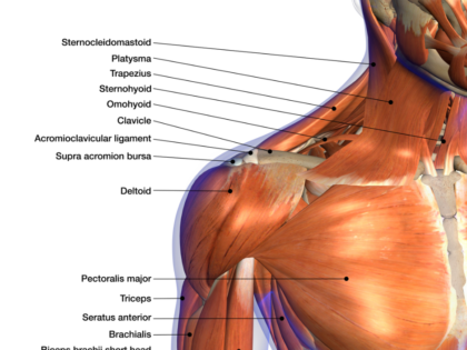 INJURIES OF THE SHOULDER – SERIOUS INJURIES & SERIOUS COMPENSATION